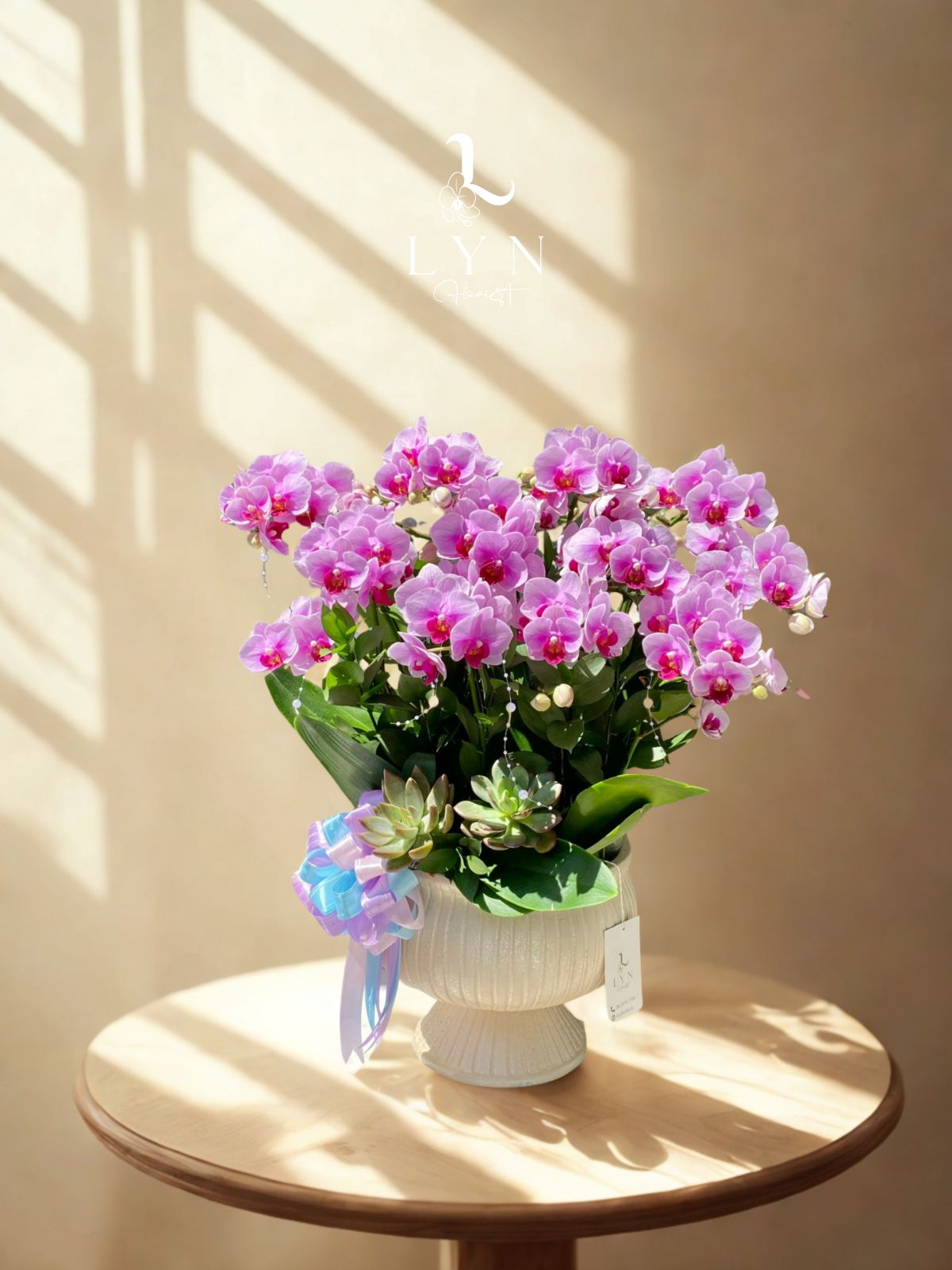 Chậu Hoa Lan Tiểu Hồ Điệp Hồng